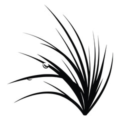 Fototapeta premium Mexican Tarragon Silhouette, Vector, Illustration, Icon, Logo, White Background.