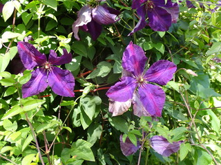 Purple clematis in the garden