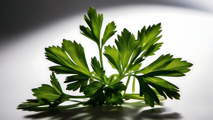 Fresh green parsley leaves isolated on a dark background showing natural herbs and seasoning
