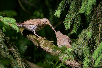 Song Thrush bird feeding chick with worms ( Turdus Philomelos ) 