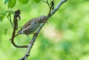 Song Thrush bird juvenile close-up ( Turdus Philomelos ) 