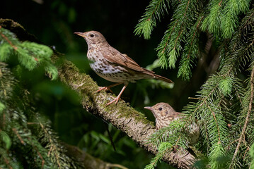 Song Thrush female bird and juvenile ( Turdus Philomelos ) 
