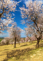Almond orchard, blossoming pink almond orchard