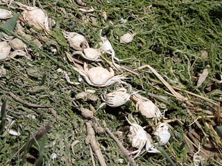 Baby crabs washed up by the tide