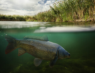 Fishing. Close-up shut of a fish carp underwater. Underwater background.	