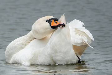 Naklejka premium Höckerschwan im See bei der Gefiederpflege
