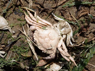 Baby crabs washed up by the tide