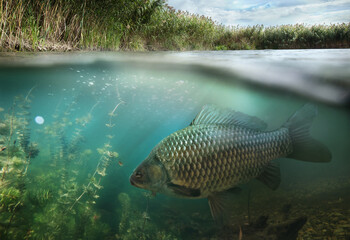 Fishing. Close-up shut of a fish carp underwater. Underwater background. 