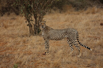 Gepard