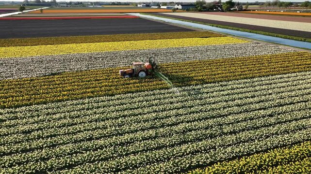 Tractor working in yellow daffodil tulip fields. Tractor with fertilizer spreader in spring. Aerial shot of tractor with sprayer against diseases. Flower farming. Camera pan of agricultural machine. 