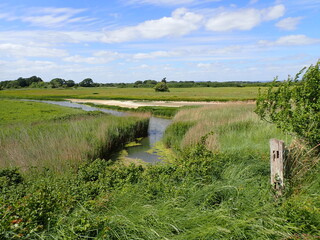 Reeds in deep pools of water by coast 