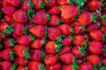 Plastic box full of strawberry between bushes on the farm. Harvest organic strawberry farm, berries, Fresh Strawberries in the box and in the background the lines of a strawberry plant in the field.