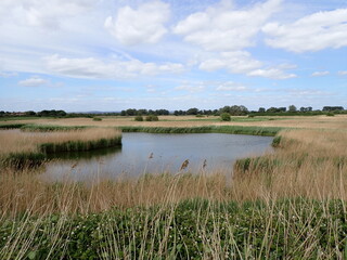 Reeds in deep pools of water by coast 