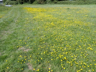 Field with buttercups 