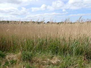 Tall reeds by mud flats in Pagham Harbour