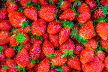 Plastic box full of strawberry between bushes on the farm. Harvest organic strawberry farm, berries, Fresh Strawberries in the box and in the background the lines of a strawberry plant in the field.