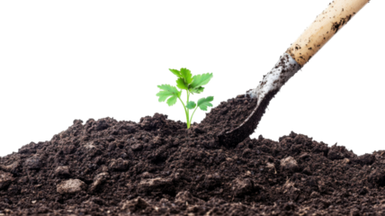 Young Green Plant Growing in Soil Isolated on White Background