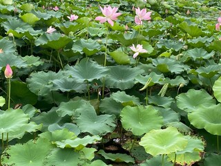 A tranquil scene of a lotus pond, with vibrant green lily pads and delicate pink lotus flowers in...