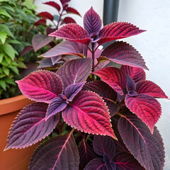 a purple and red leafed plant with purple leaves