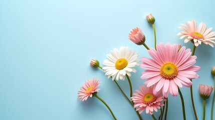 Fototapeta premium The image captures a serene arrangement of delicate pink and white flowers against a soothing blue background.
