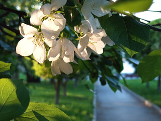 Apple tree branch with flowers in the rays of sunset