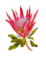 Bright protea flower painted by hand