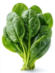 Vibrant Fresh Spinach: Organic Leafy Greens for Healthy Vegetarian Culinary Delight