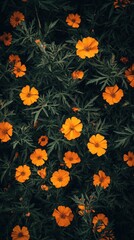 Vibrant Orange Marigold Blooms in Dark Botanical Art: Floral Pattern and Nature Photography Aesthetic