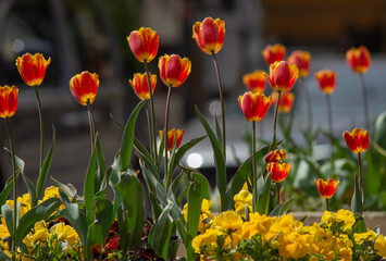 Fototapety na wymiar - Fototapeta24.pl