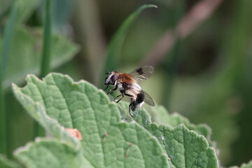 Leucozona lucorum, a species of hoverfly