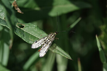A Scorprionfly (Panorpa) resting on a leaf