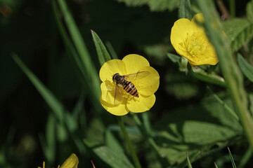 A Marmalade Hoverfly (Episyrphus balteatus)