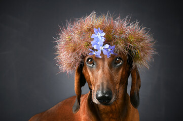 portrait of a dog with a wreath on his head