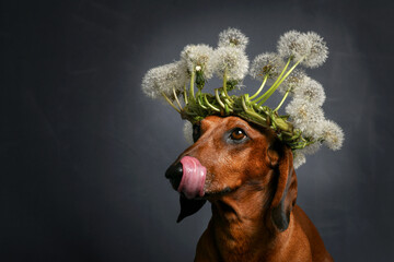 dachshund dog with dandelions on its head