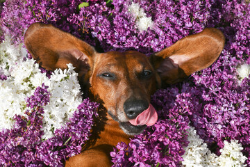 dog with flowers