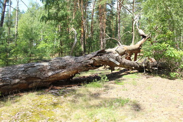 A fallen tree in the forest after a storm. The concept of destruction of natural disasters