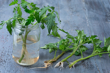 Growing tomato plants in a jar of water