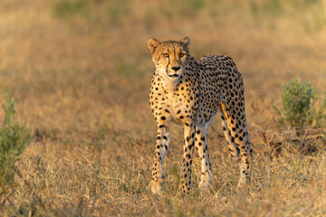Cheetah (Acinonyx jubatus) walking and searching for prey in the late afternoon in Mashatu Game Reserve in the Tuli Block in Botswana      