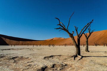 Dead trees in Dead Vlei in Sossusvlei, part of the Namib-Naukluft National Park  - Namibia
