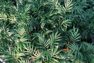 Plant base