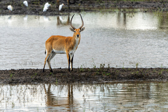 Lechwe, red lechwe, or southern lechwe (Kobus leche) in the Okanvanga floodplains in Mahango National Park in the Carivistrip of Namibia