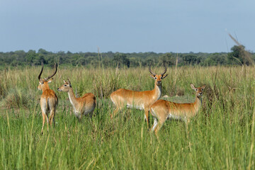 Lechwe, red lechwe, or southern lechwe (Kobus leche) in the Okanvanga floodplains in Mahango National Park in the Carivistrip of Namibia