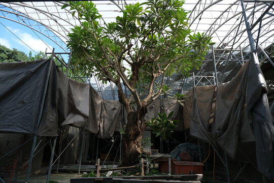 tree in construction site