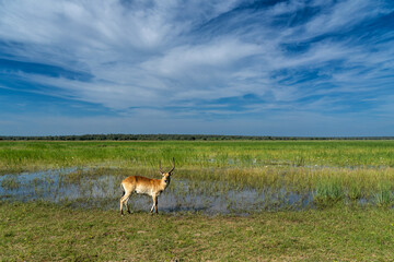 Lechwe, red lechwe, or southern lechwe (Kobus leche) in the Okanvanga floodplains in Mahango National Park in the Carivistrip of Namibia