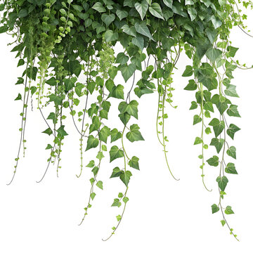 creeper on white background