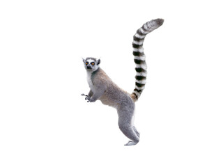 Fototapeta premium lemur isolated on white background