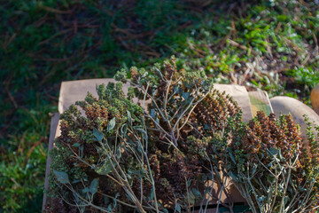 Dried Herbs or Plants in a Cardboard Box