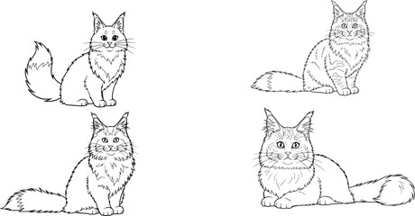 A set of Adorable cute fluffy Maine Coon cat hand drawn icon cartoon character line art vector illustration outline image
