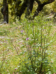 Arabian pea (Bituminaria bituminosa) with thin branched stems bearing trifoliate leaves with lanceolate leaflets and lilac flowers on a peduncle surronded by bracts