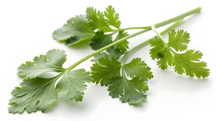 Fototapeta premium Single Bunch of Fresh Cilantro Leaves on Clean White Surface - Studio Shot